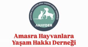 Amasra Hayvanlara Yaşam Hakkı Derneği’nden Sokak Hayvanları İçin Çağrı: “Kanunu Eksiksiz Uygulayın!”