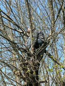Bartın’da İlginç Ölüm: 69 Yaşındaki Hasan Erdoğan Çıktığı Ağaçta Hayatını Kaybetti