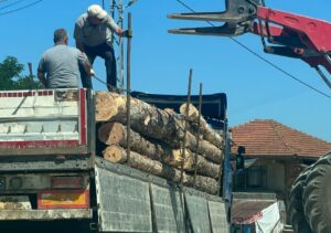 Akağaç Köyü’nde 50 Çam Ağacı İzinsiz Kesildi